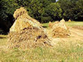 Image of stooks at LANE home at Unagh. 
